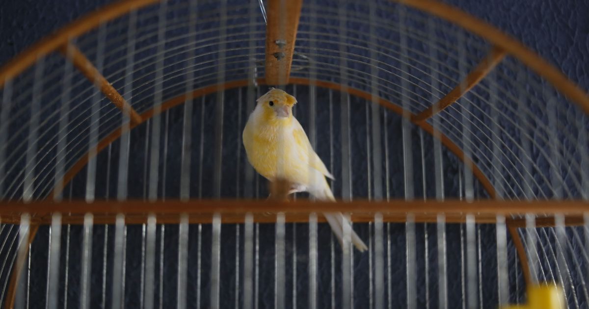 How to Clean a Bird Cage - A Step-by-Step UK Guide