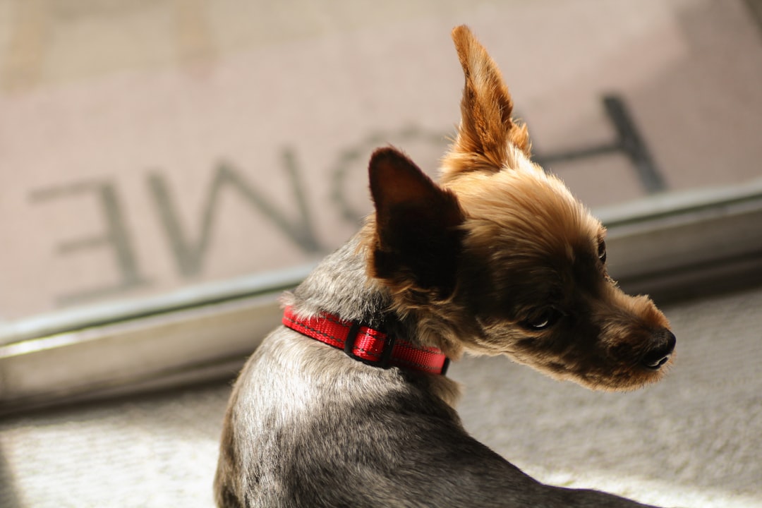 Dog sitting alone by a window waiting for its owner to come home