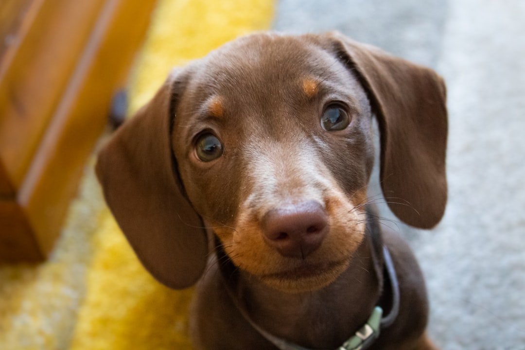 Puppy near electrical cords that need protection