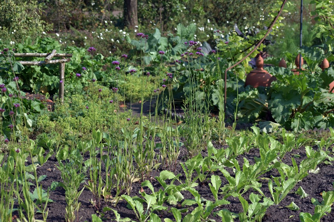 Vegetable garden beds with rows of crops growing