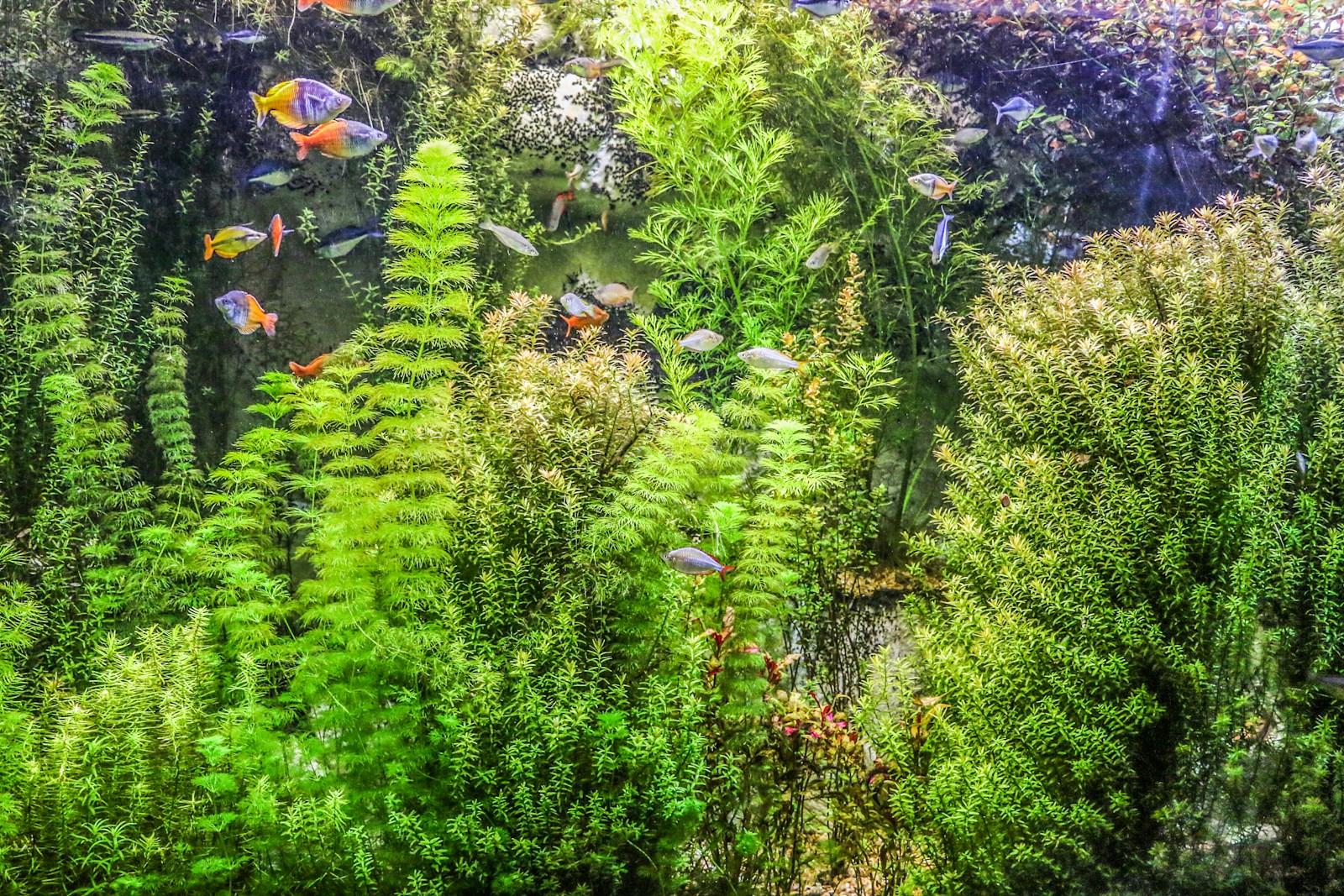 How to Set a Fish Tank Heater Temperature