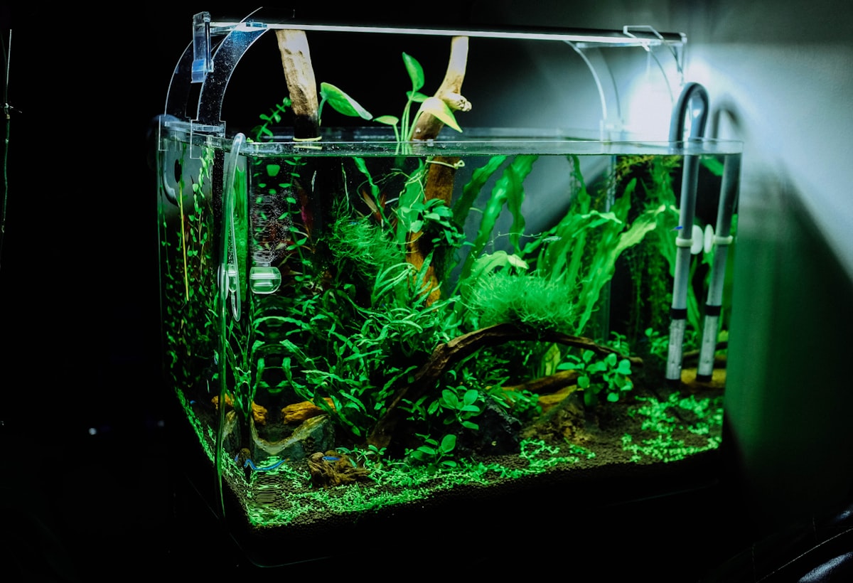 How to Take Care of a Fish Tank for Beginners UK