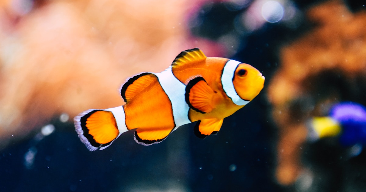 Internal vs External Fish Tank Filters UK 2026