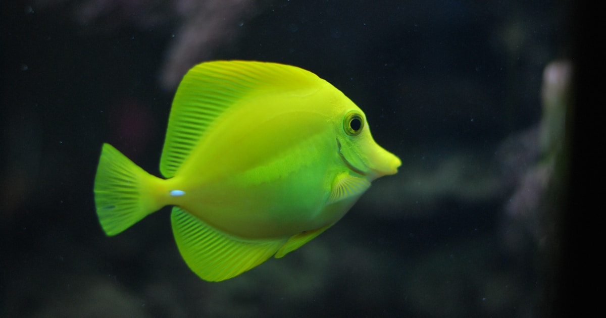 Native UK fish swimming in a planted freshwater aquarium