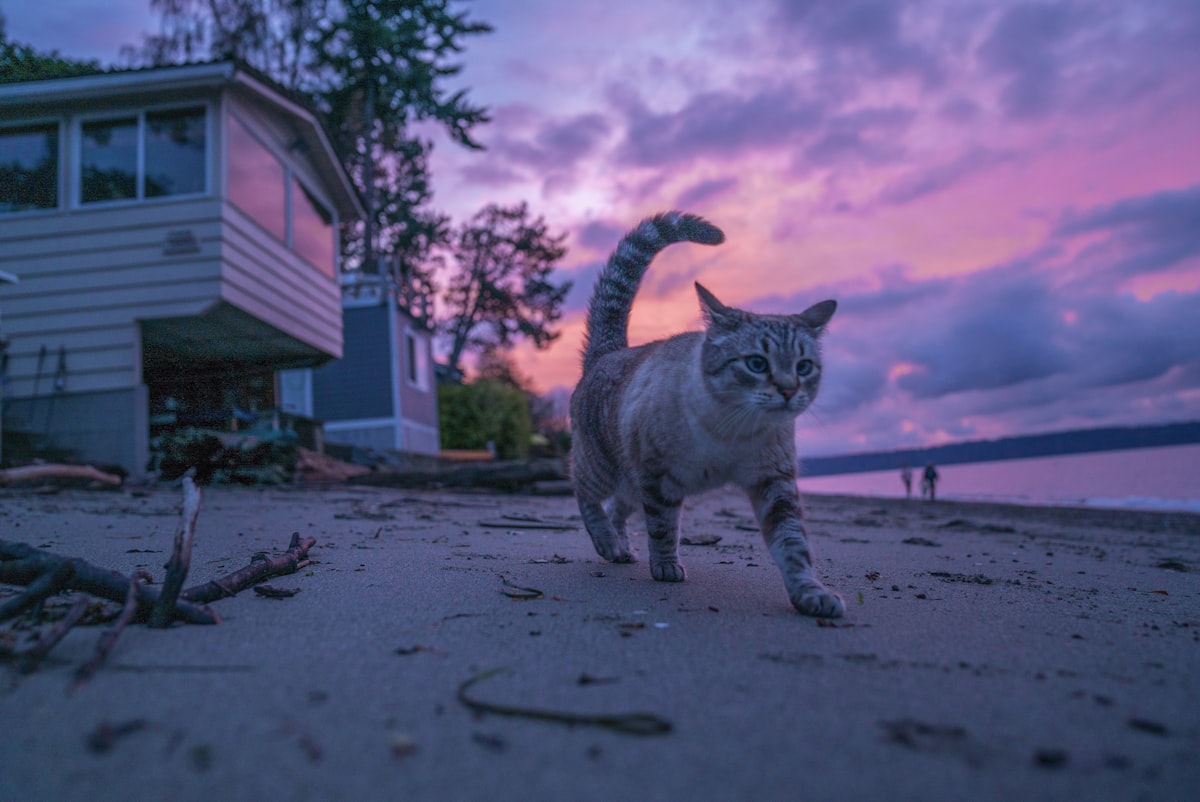 How to Keep Your Cat Cool in a UK Heatwave - Summer Guide