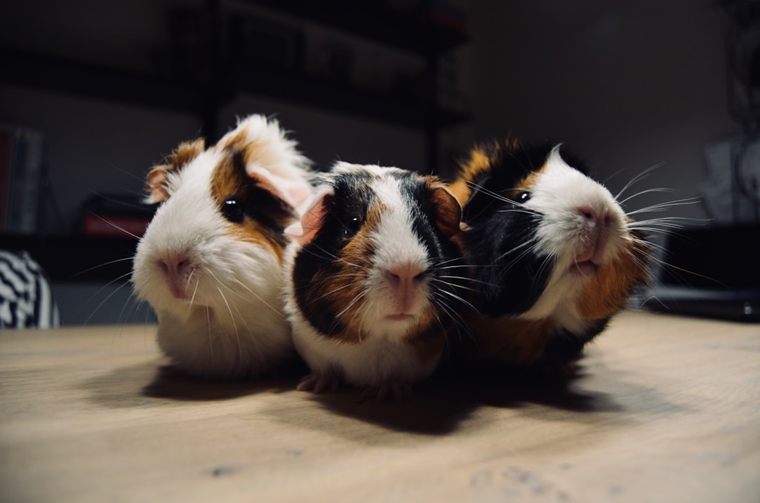 How to Keep Guinea Pigs Cool in Summer - Essential UK Guide