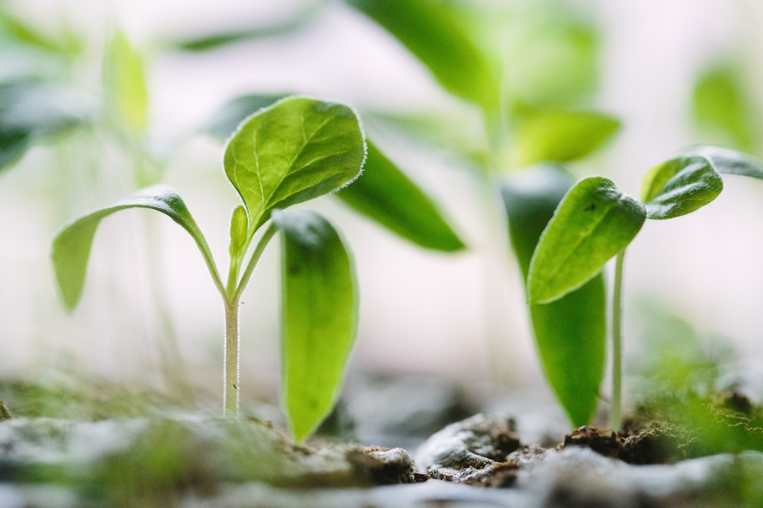 Live vs Artificial Plants in Your Aquarium