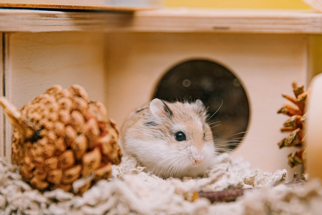 Are Male or Female Hamsters Better Pets?