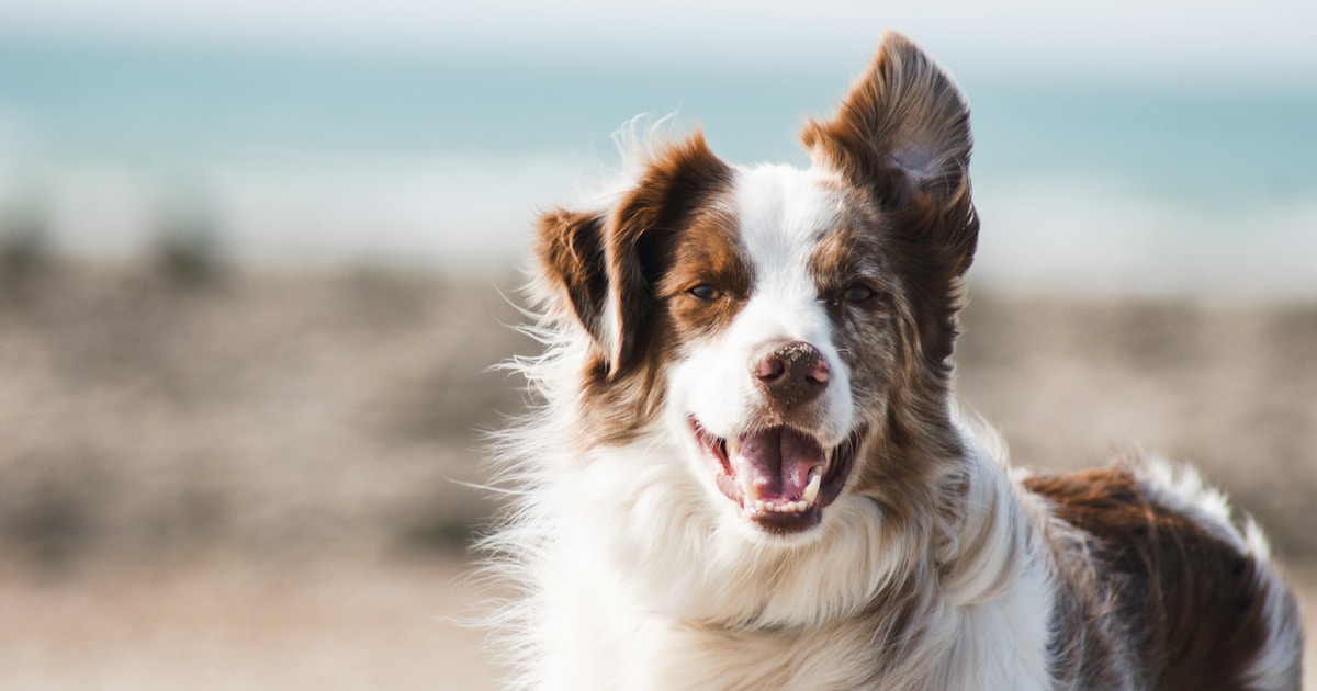 How to Prepare Pets for Autumn Storms UK