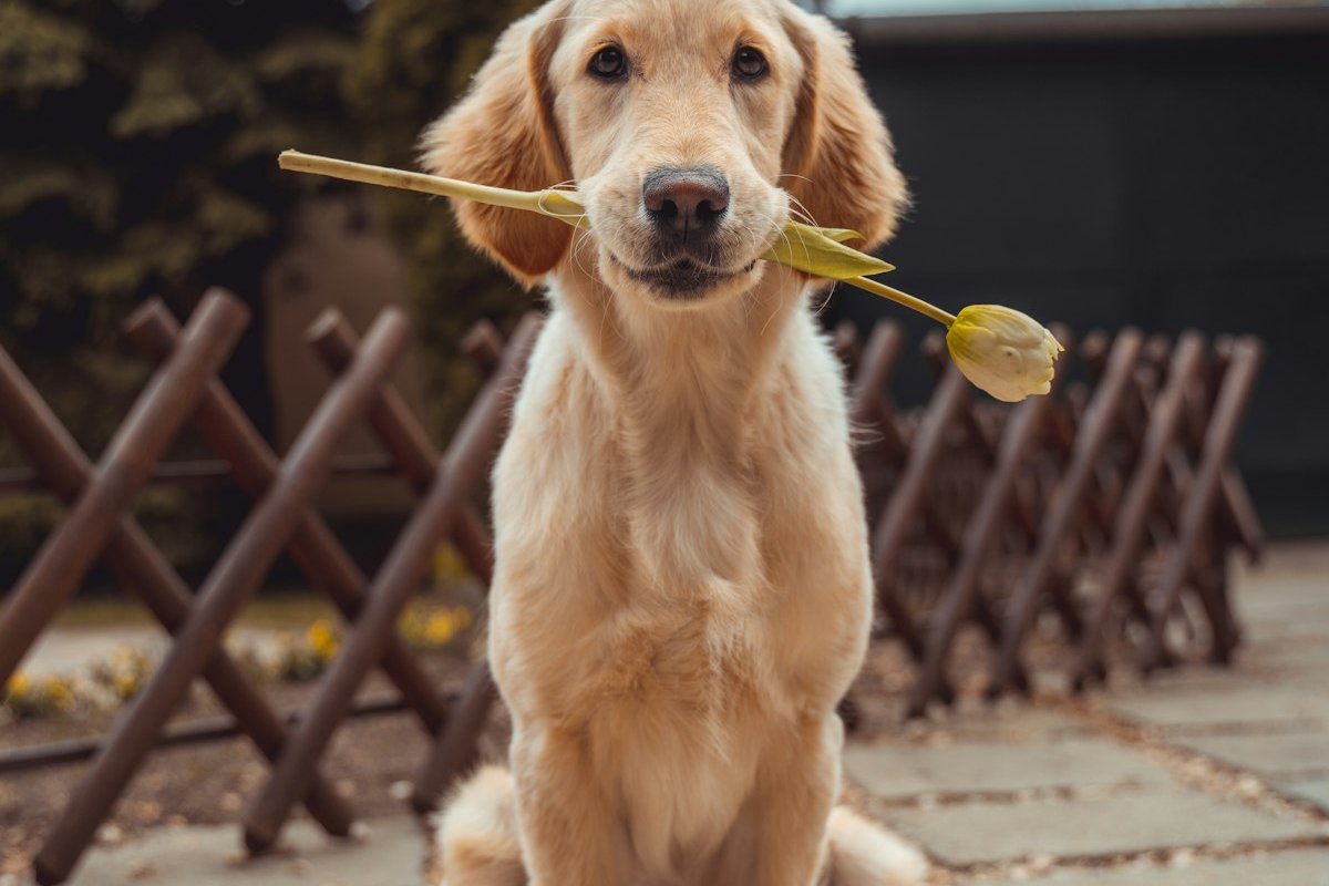 Pet First Aid Kit UK: What Every Owner Needs