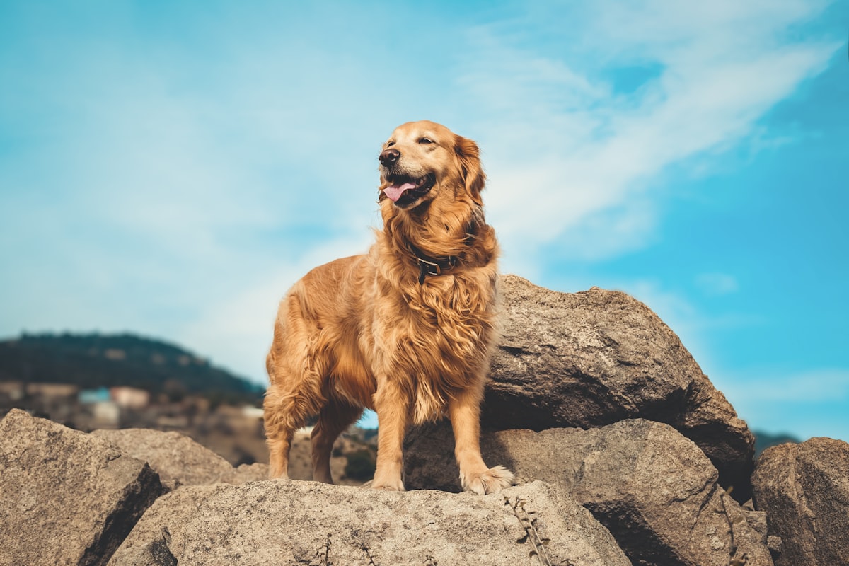 Pet Flood Emergency Kit: What to Pack (UK Guide)