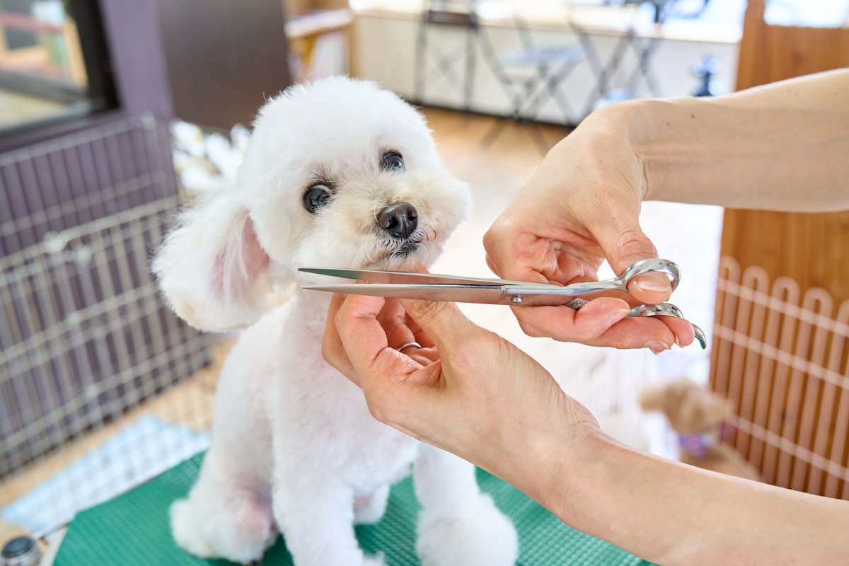 The Complete UK Guide to Pet Grooming at Home - Tools, Tips and Essential Products