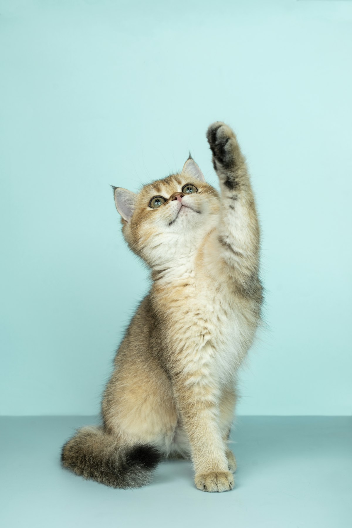 Pet Heatstroke UK: Signs, First Aid and Prevention