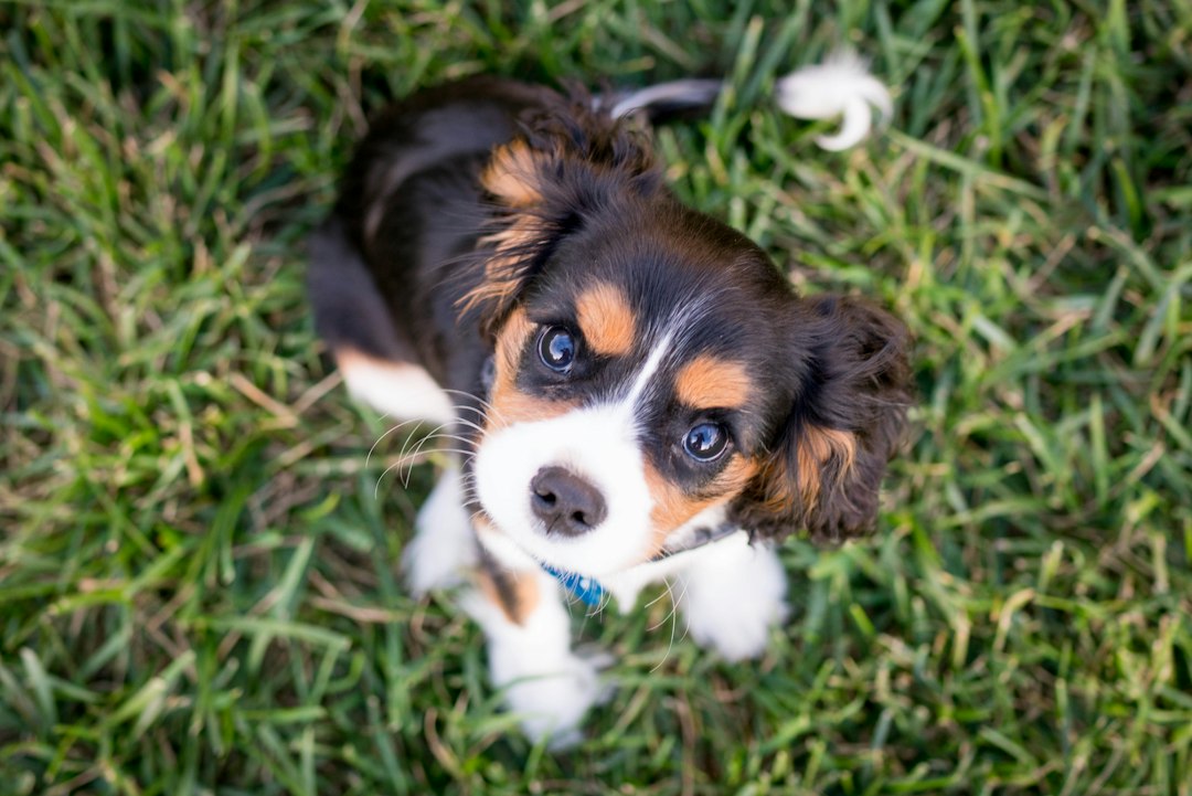 How to Puppy Train When Working Full Time