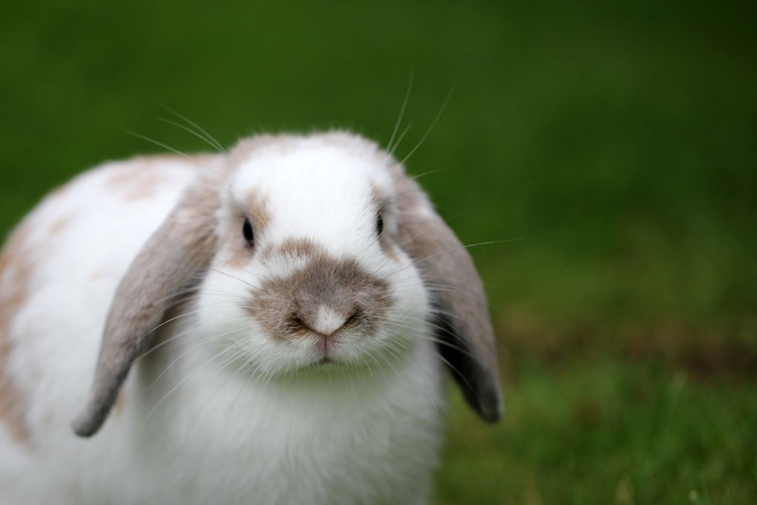 Rabbit Care for Beginners UK Guide 2026