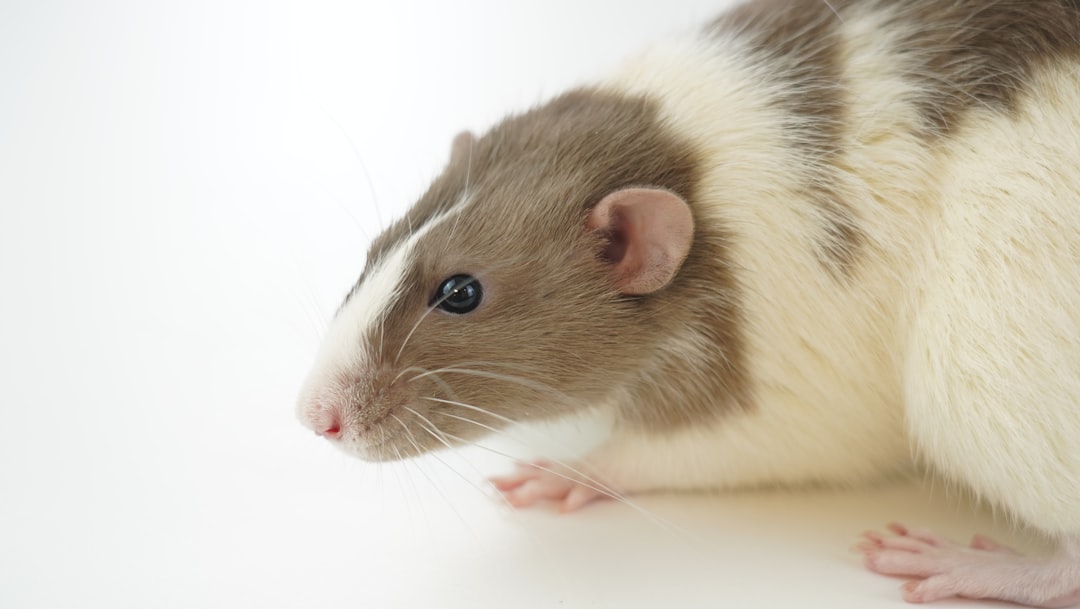 Rat Care for Beginners: UK Guide
