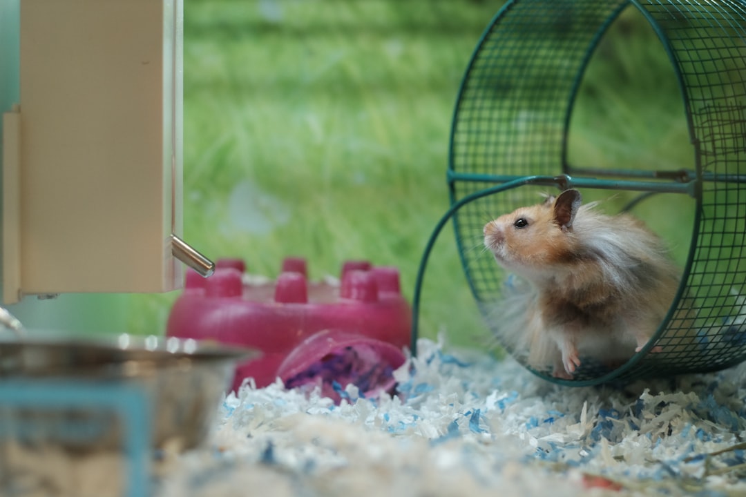 Hamster sitting inside a wire cage