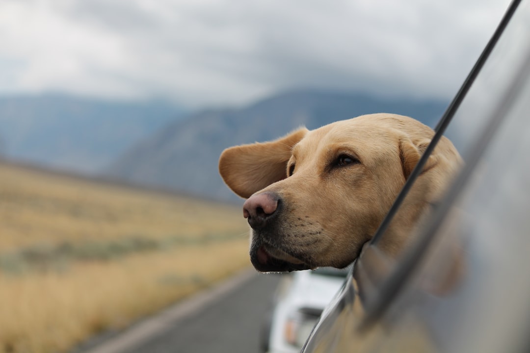 Summer Bank Holiday Pet Travel Guide UK 2026
