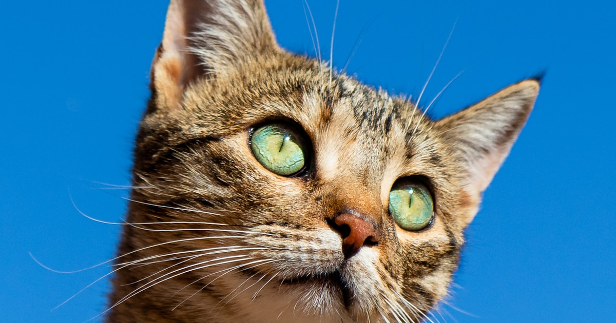 Wet and dry cat food in bowls comparison