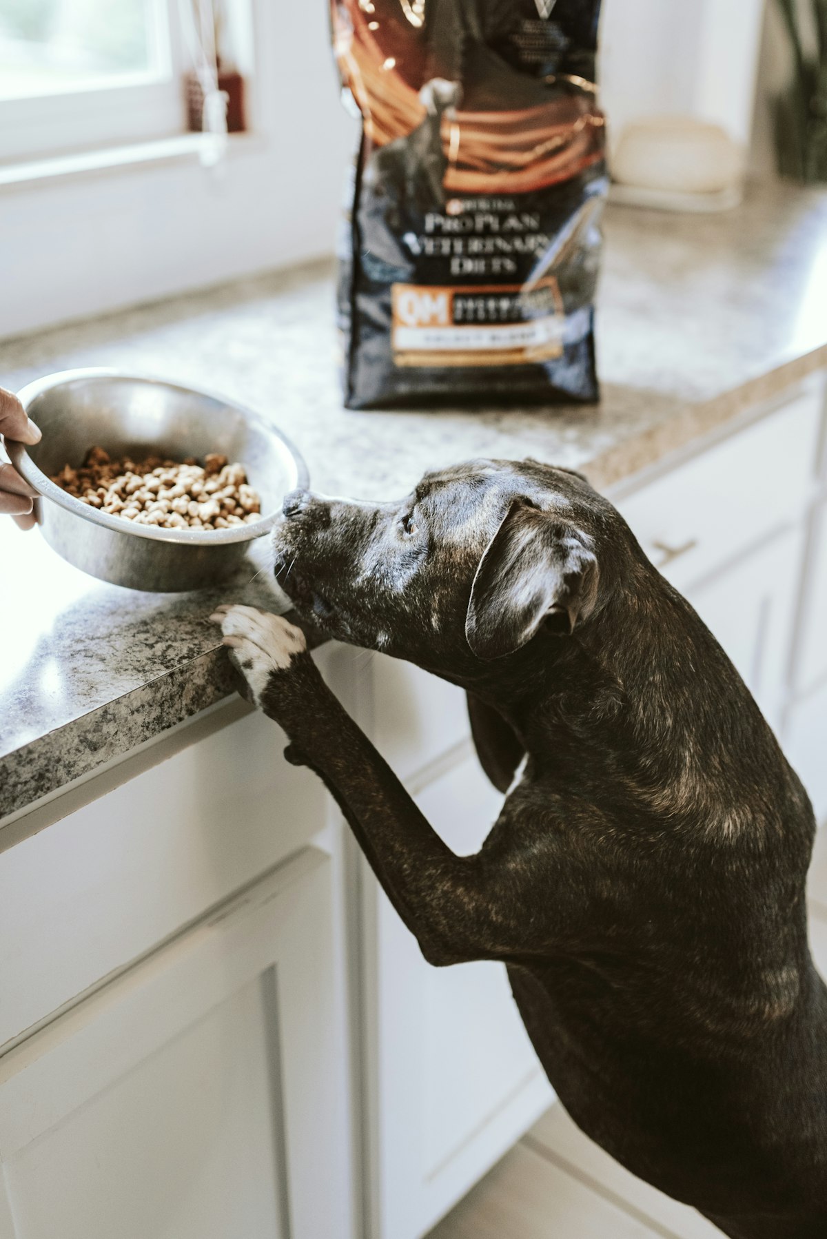 Wet vs Dry Dog Food: What's Right for Your Dog