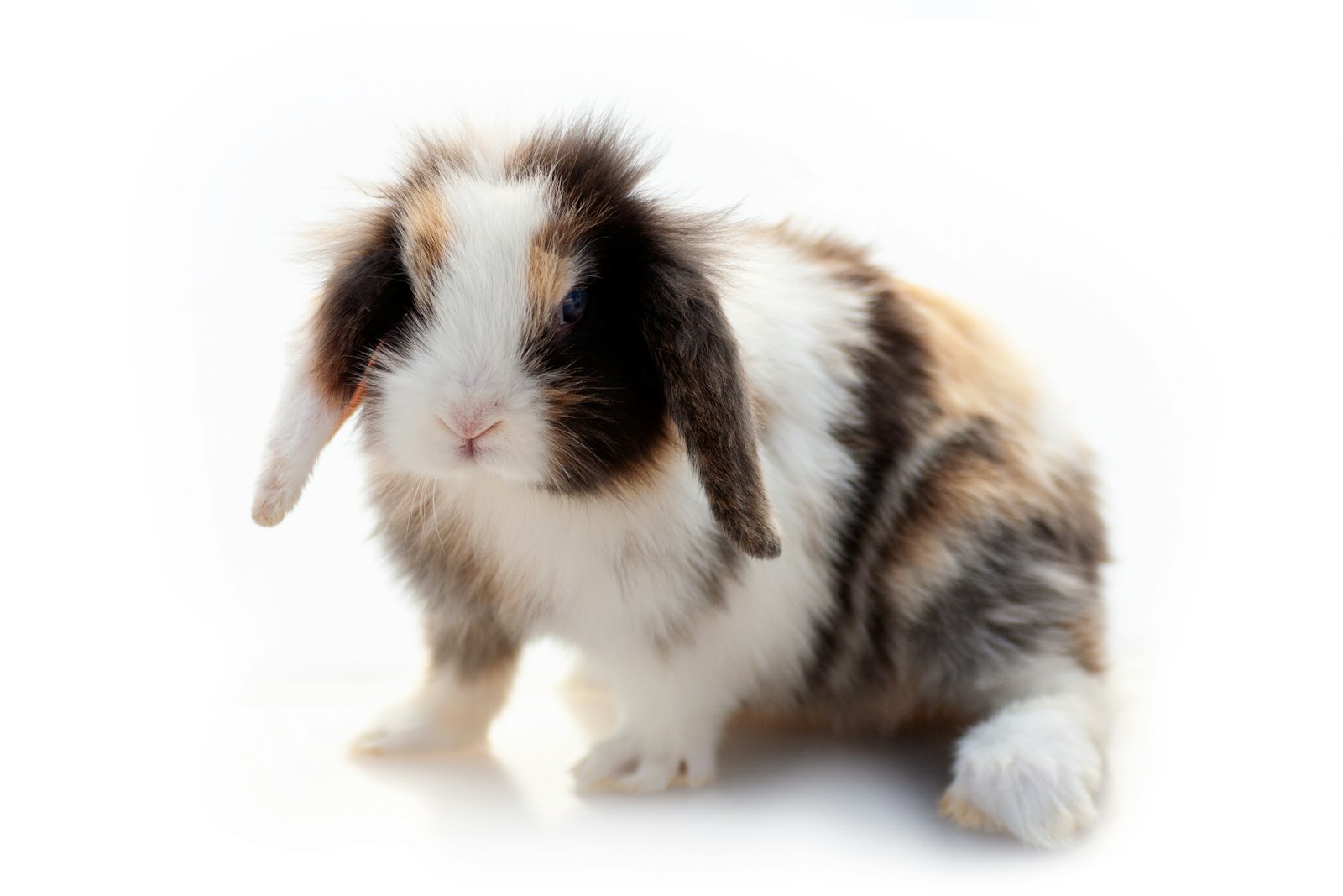 What Are the Most Common Diseases in Rabbits?