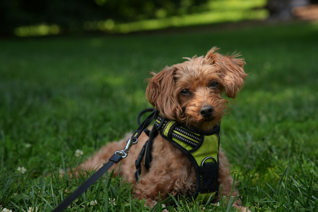 When Can Puppies Go Outside? UK Vaccination Guide