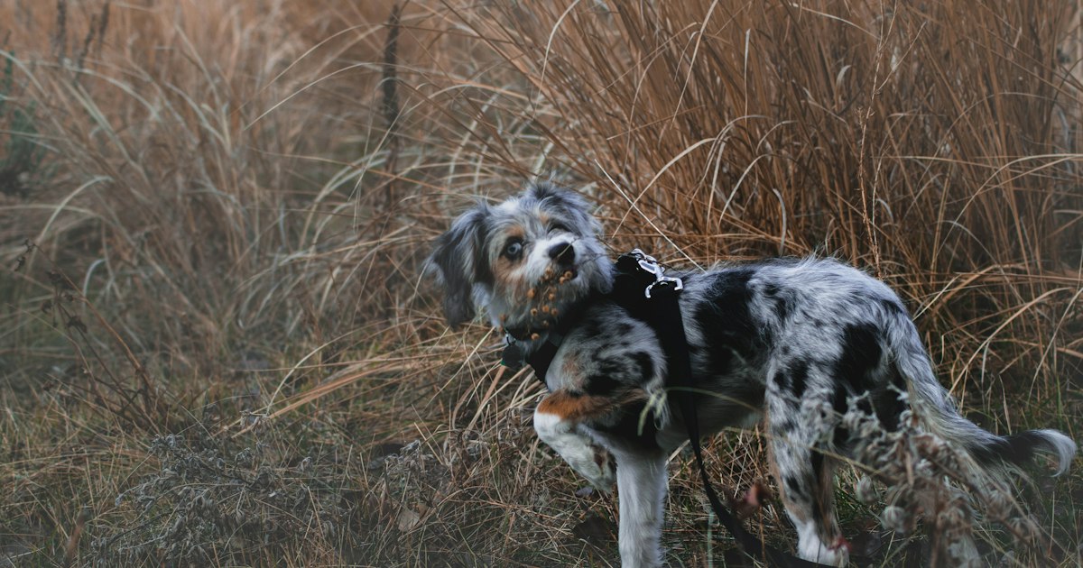 Why Does My Dog Eat Grass?