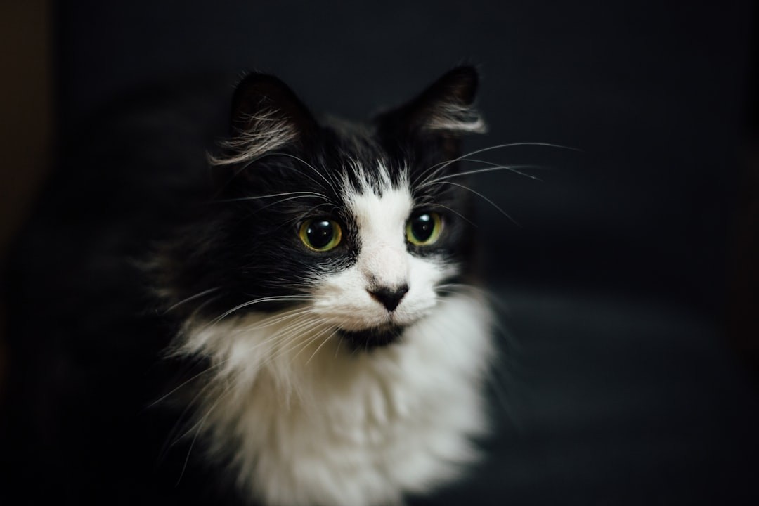 White and black cat resting on a sofa - guide to why cats throw up and when to see a vet